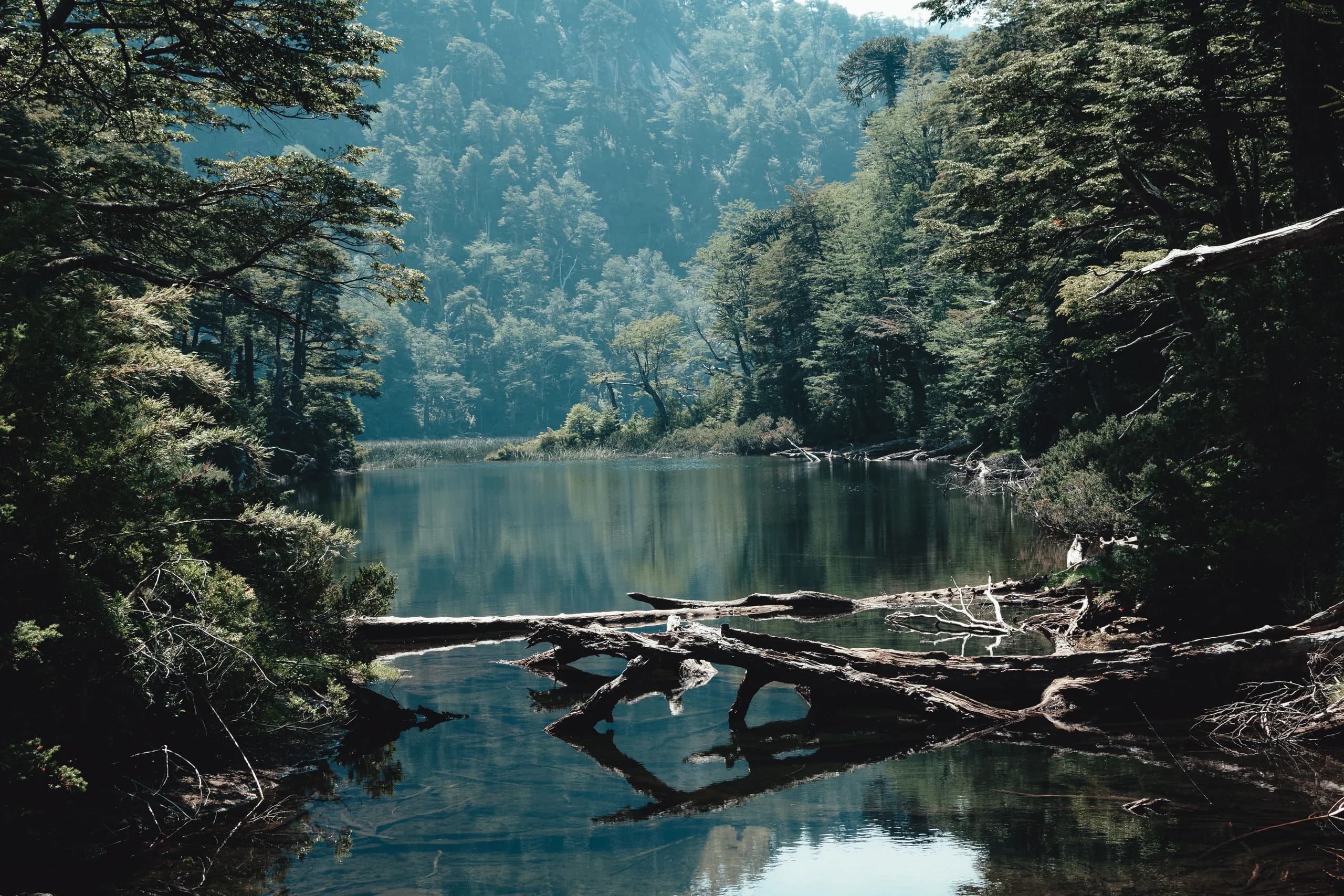 Araucanía