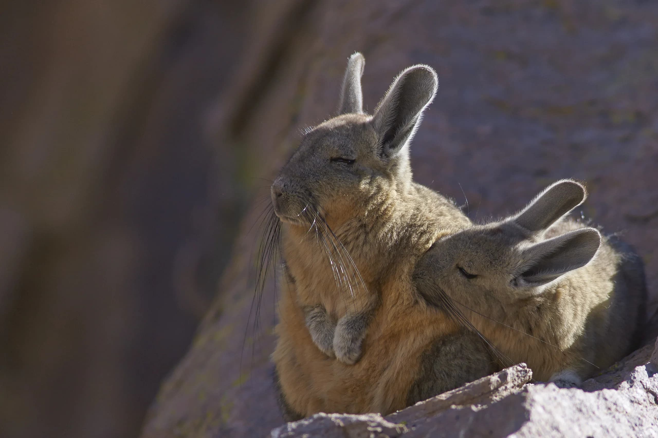 Arica y Parinacota