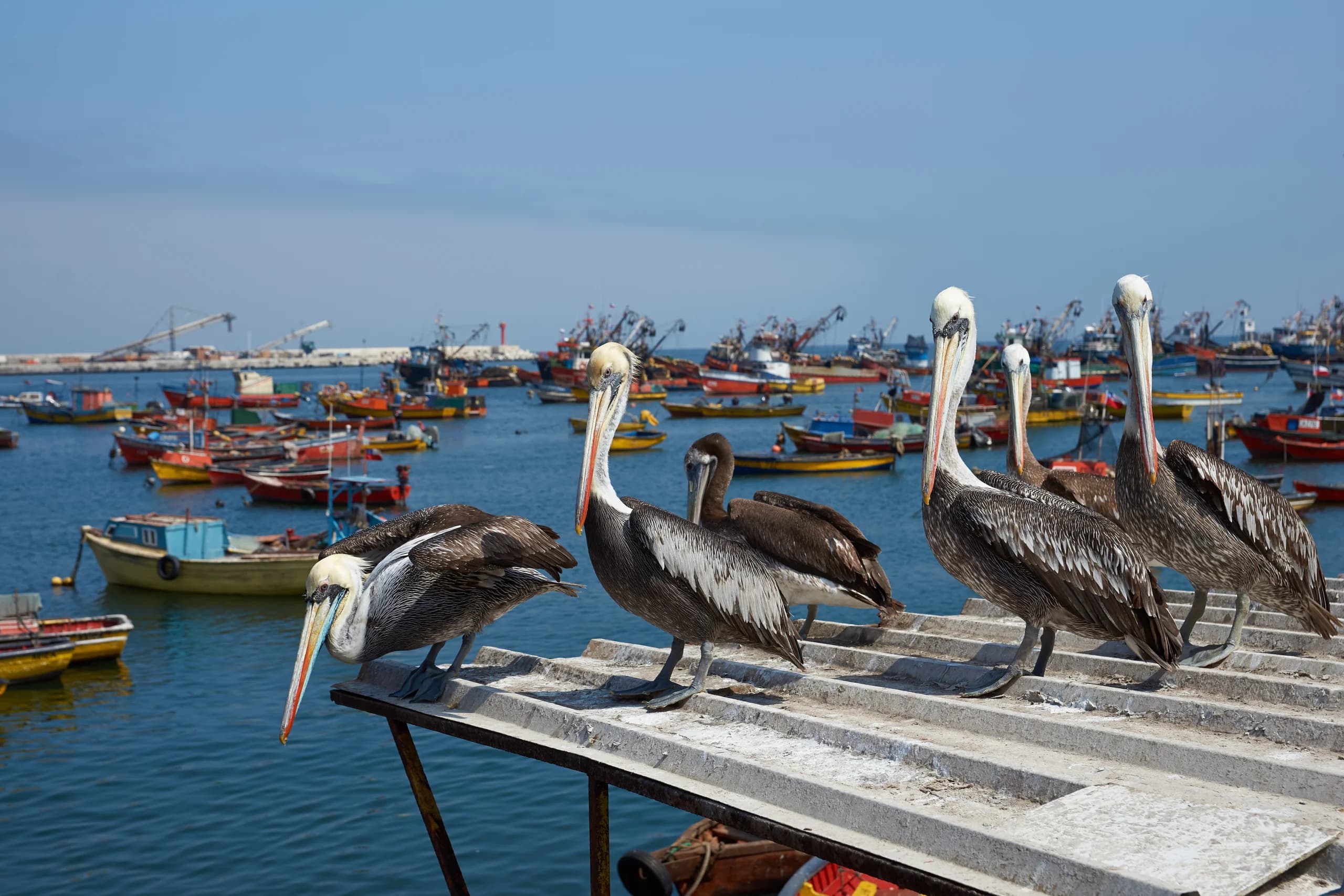Arica y Parinacota