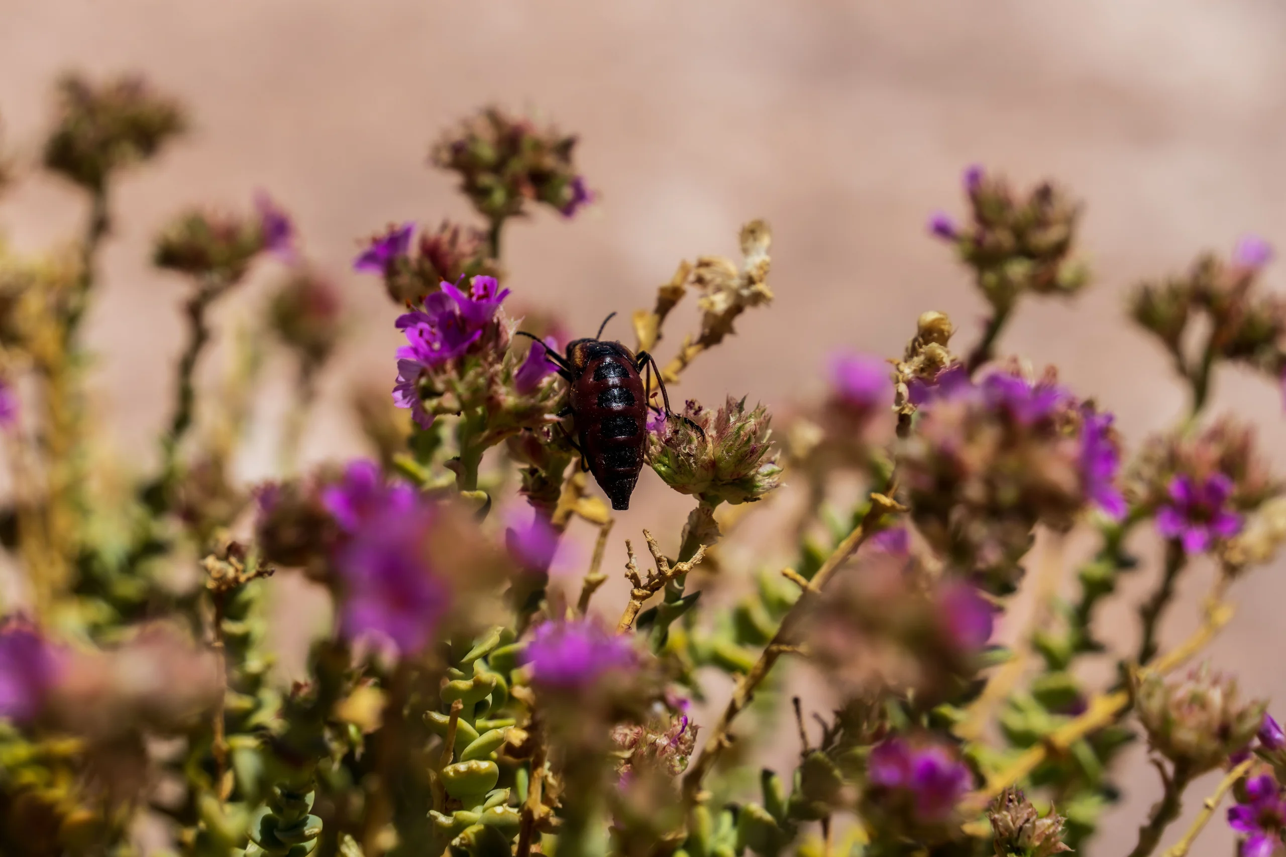 Atacama