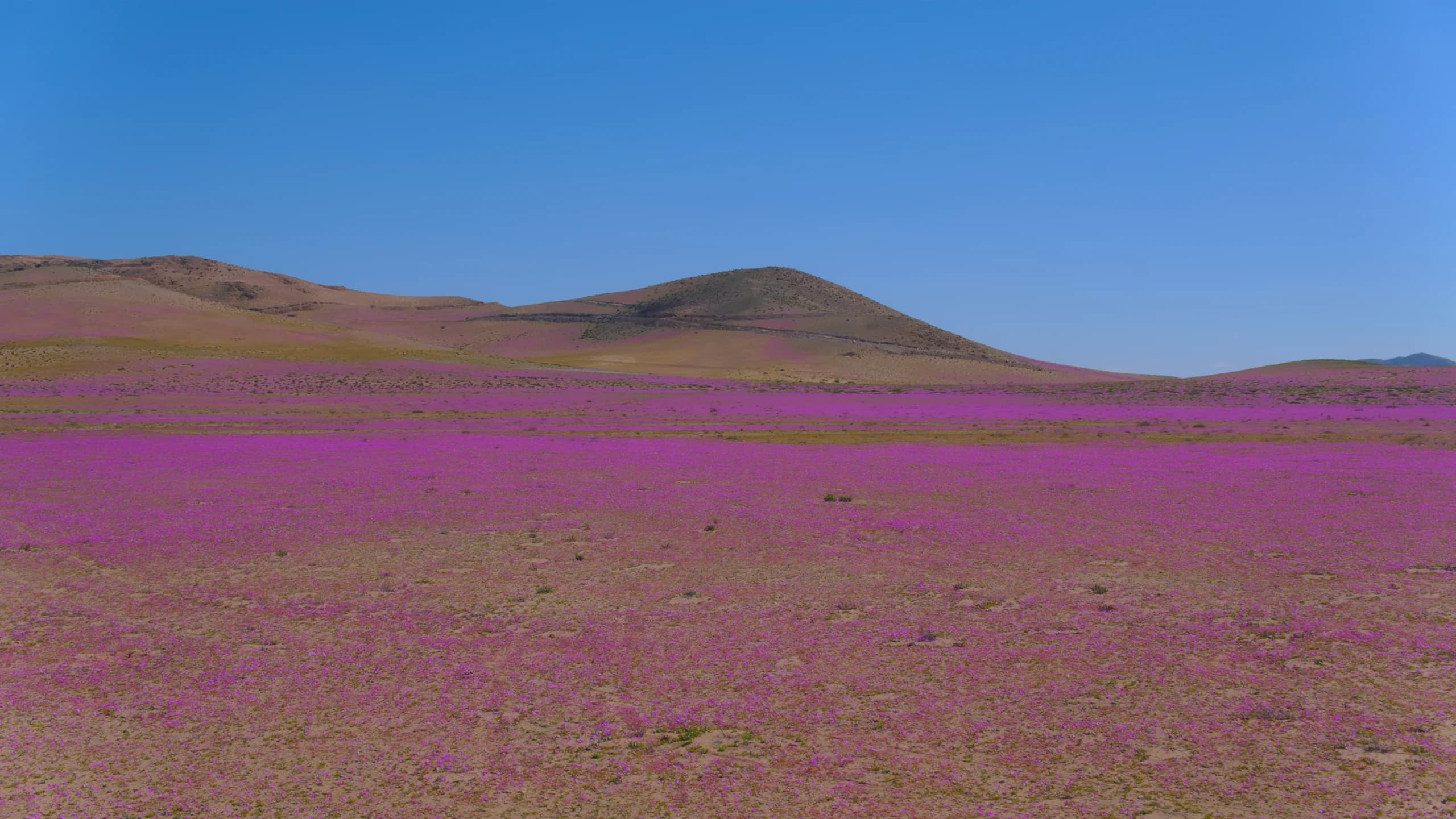 Atacama