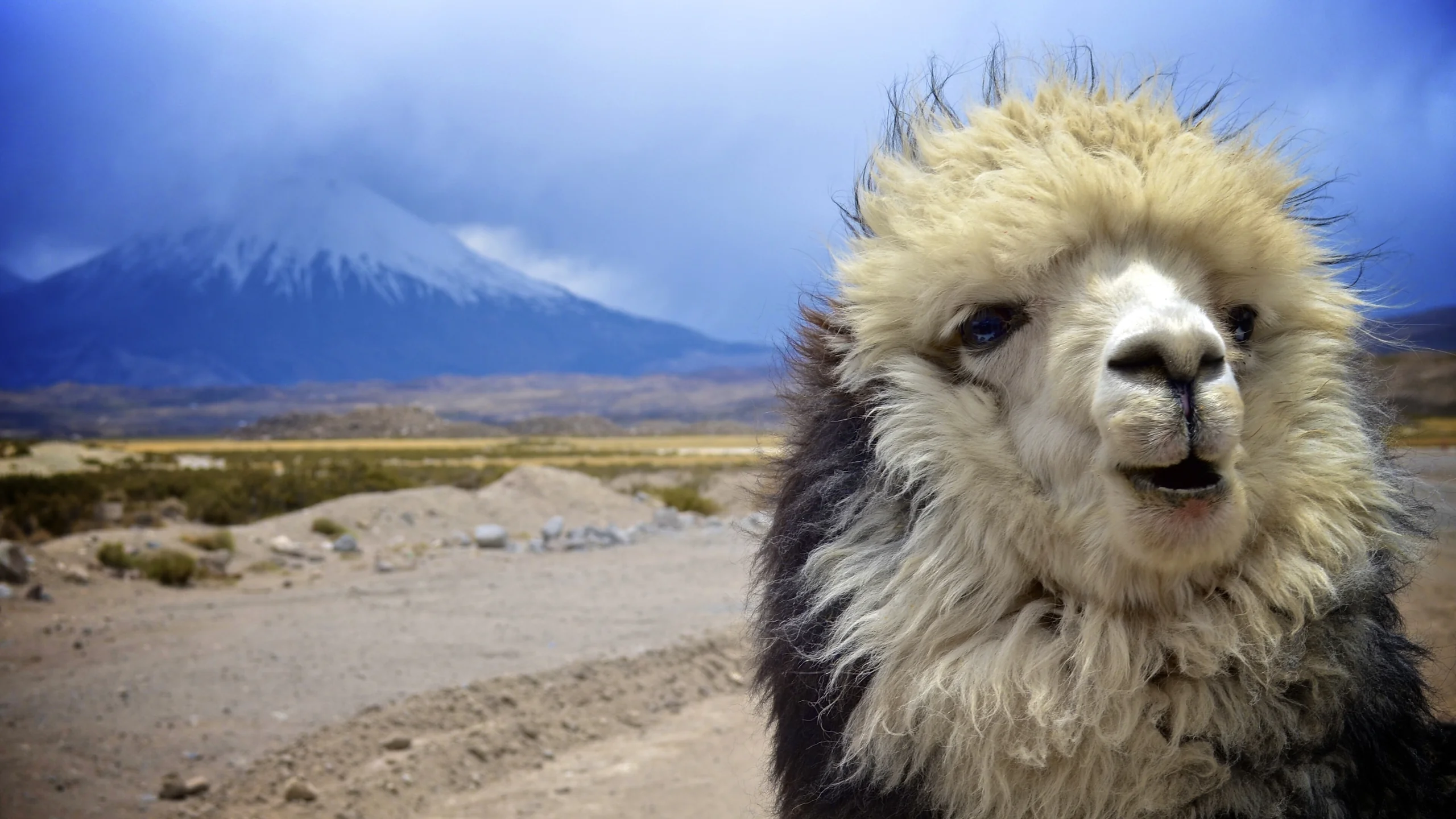Arica y Parinacota