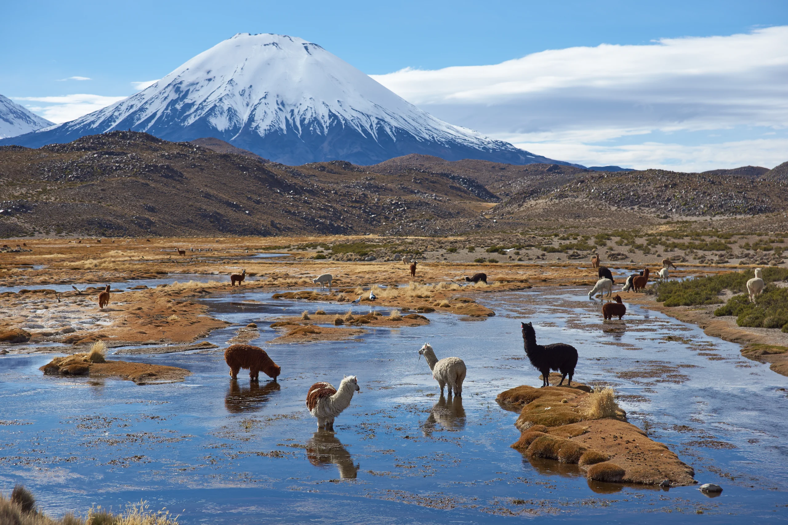 Arica y Parinacota
